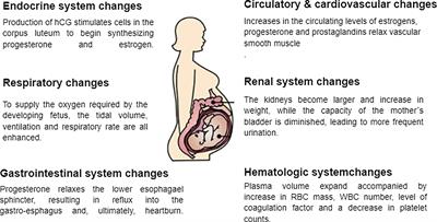 Physiological Changes and Interactions Between Microbiome and the Host During Pregnancy